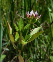 Trifolium variegatum variegatum