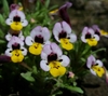 Yellow-lip Pansy Monkeyflower - Photo (c) David Greenberger, some rights reserved (CC BY-NC-ND), uploaded by David Greenberger