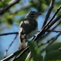 Vireo gilvus