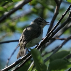 Vireo gilvus