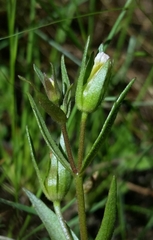 Gratiola ebracteata