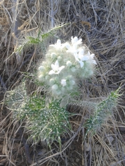 Cnidoscolus maculatus
