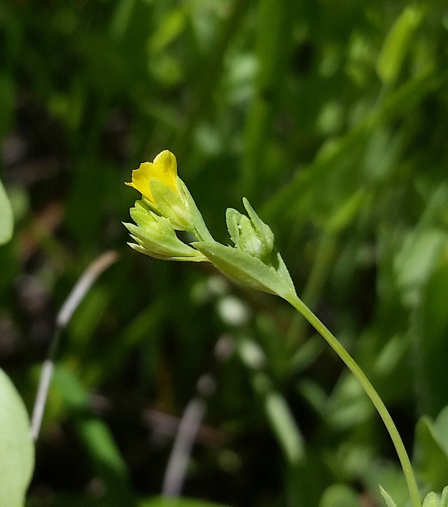 digynum flax