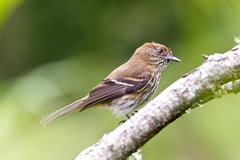 Knipolegus cyanirostris