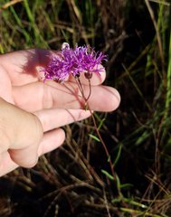 Vernonia blodgettii