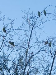 Amazona viridigenalis