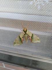 Callambulyx tatarinovii