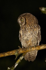 Megascops atricapilla