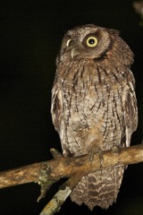 Megascops atricapilla