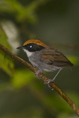 Conopophaga melanops