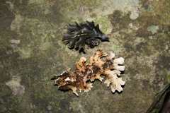 Pseudocyphellaria lividofusca image