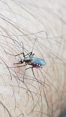 Aedes infirmatus