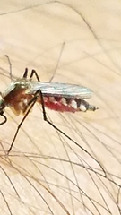 Aedes infirmatus