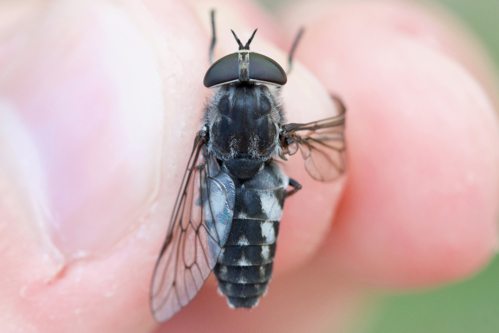 Tabanus marginalis