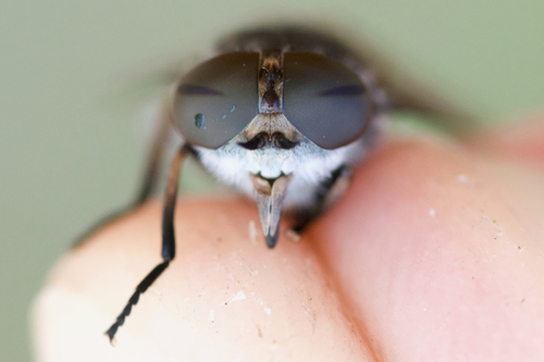 Tabanus marginalis photo 2