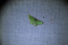 Synchlora pulchrifimbria