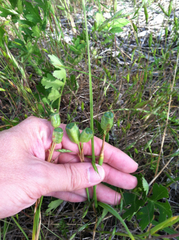 Nemastylis geminiflora
