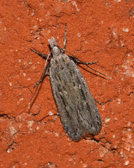Gelechia sabinellus
