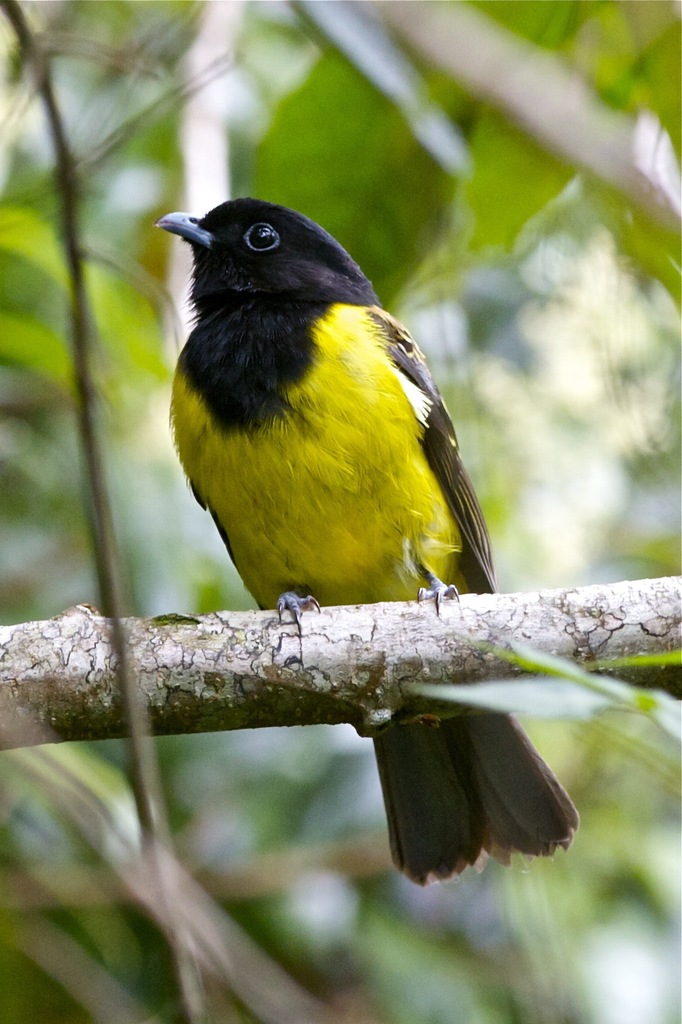 Hooded Berryeater