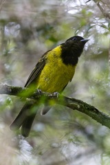Carpornis cucullata