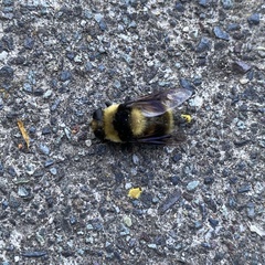 Oestridae
