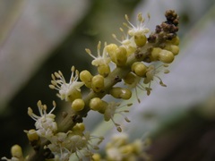 Pausandra trianae