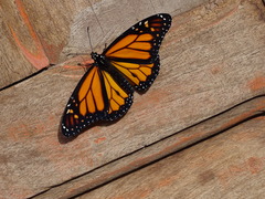 Danaus plexippus plexippus