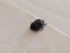 Antiteuchus mixtus