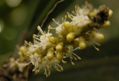 Pausandra trianae