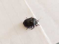 Antiteuchus mixtus