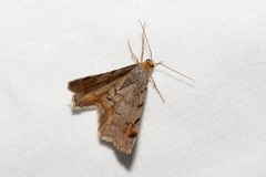 Macaria liturata