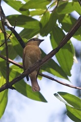 Pachyramphus castaneus