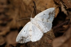 Lomographa temerata