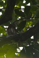 Glaucidium minutissimum
