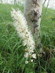 Actaea simplex