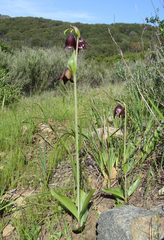Fritillaria biflora biflora