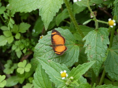Tegosa anieta