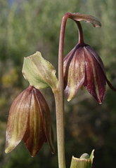 Fritillaria biflora biflora