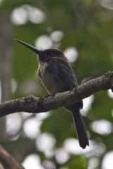 Jacamaralcyon tridactyla
