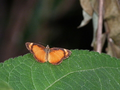 Tegosa anieta