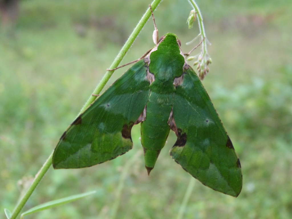 Euchloron