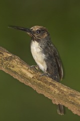 Jacamaralcyon tridactyla