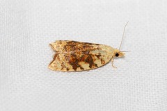 Aleimma loeflingiana