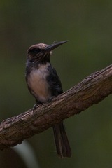 Jacamaralcyon tridactyla