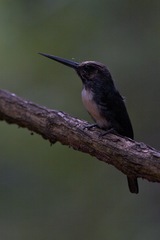 Jacamaralcyon tridactyla