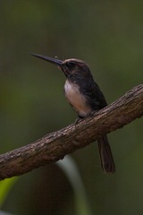 Jacamaralcyon tridactyla