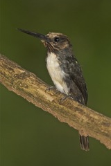Jacamaralcyon tridactyla