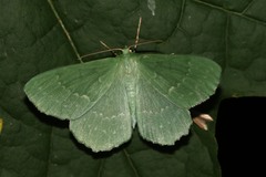 Geometra papilionaria