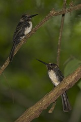 Jacamaralcyon tridactyla