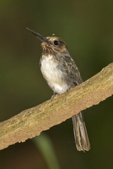 Jacamaralcyon tridactyla